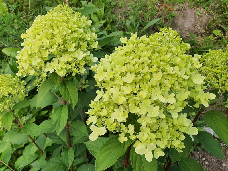 Give Panicles Morning Sun