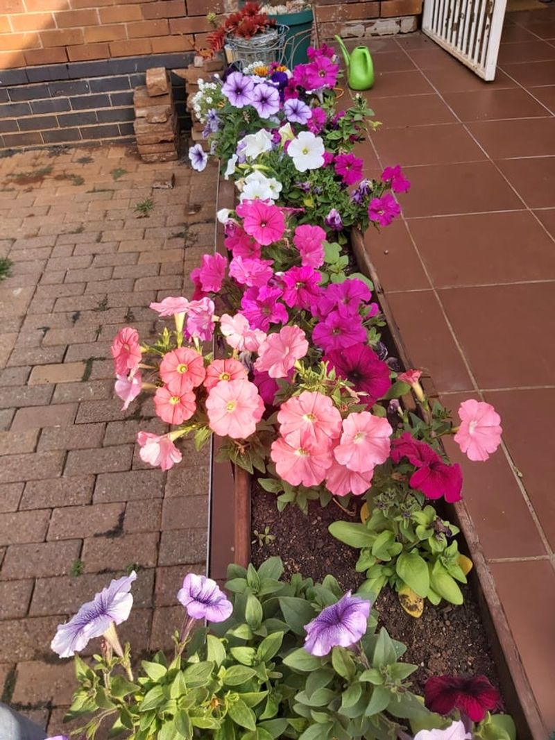 Give Petunias More Sun Before Fall Creeps In