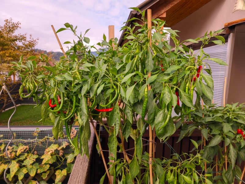 Give Plants A Boost Before The Season Ends Give Plants A Boost Before The Season Ends