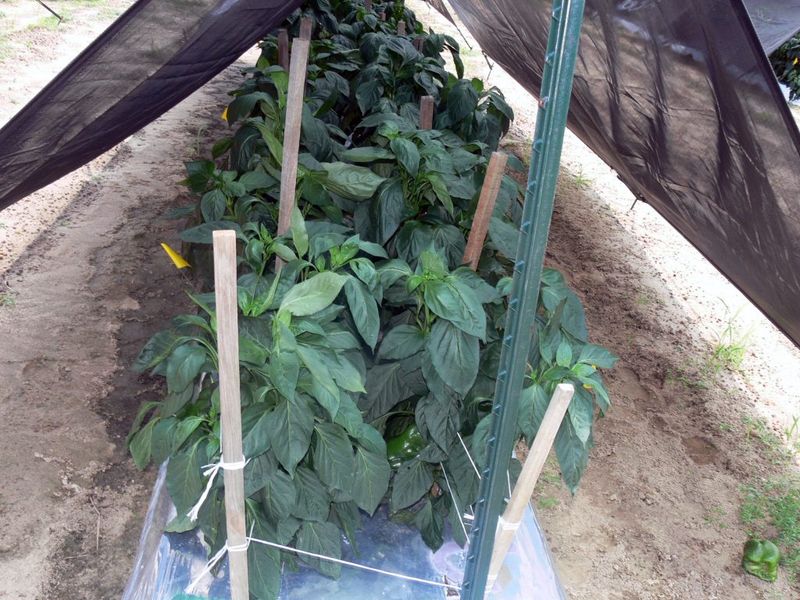 Give Plants Afternoon Shade During Extreme Heat