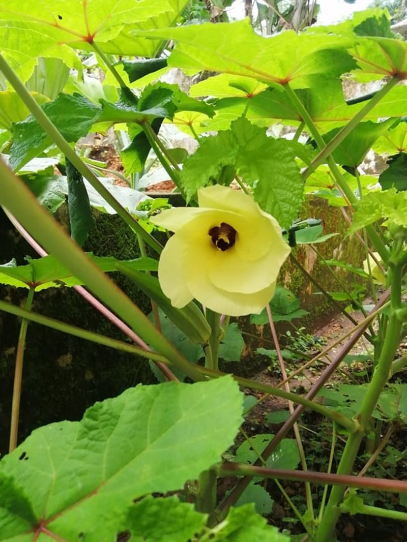 Give Plants Full Sun Every Day