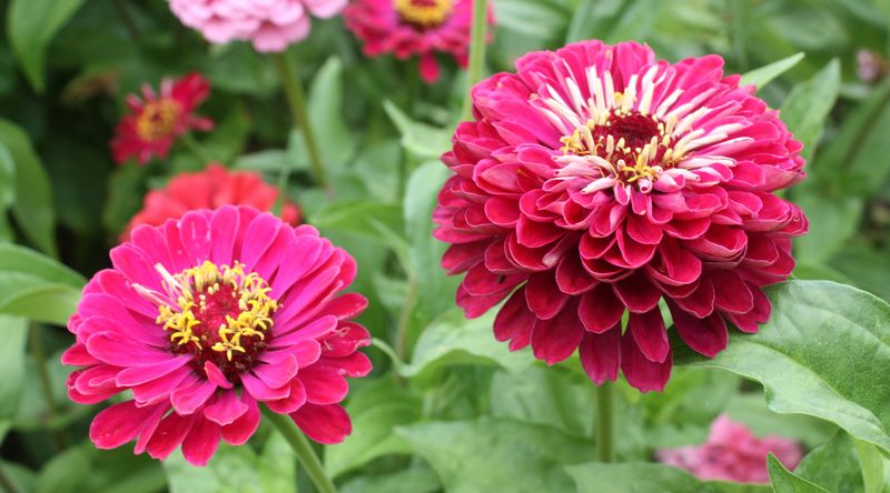 Give Plants Space So Air Can Move Between Stems Give Plants Space So Air Can Move Between Stems
