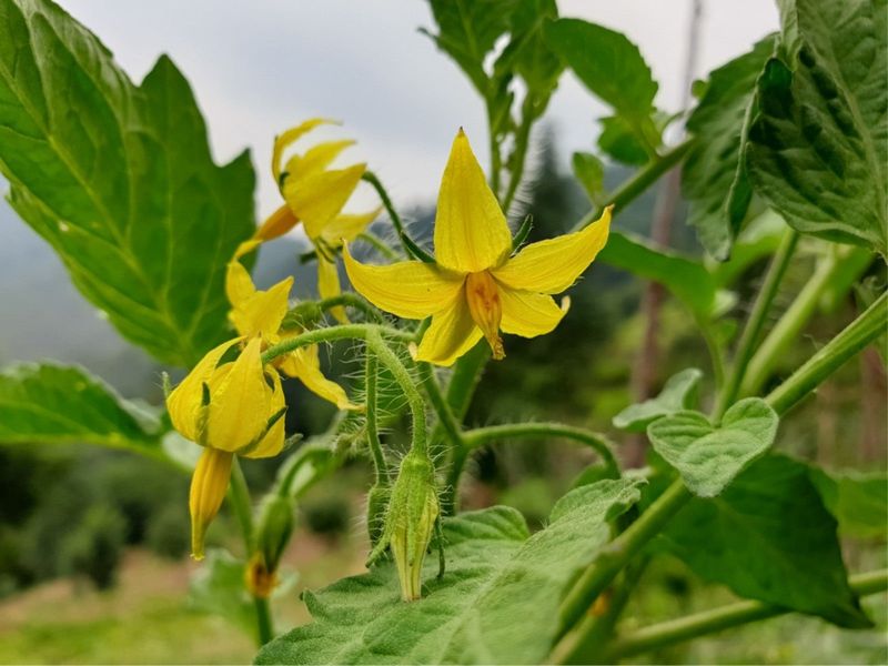 Give Plants Time To Set New Flowers Later