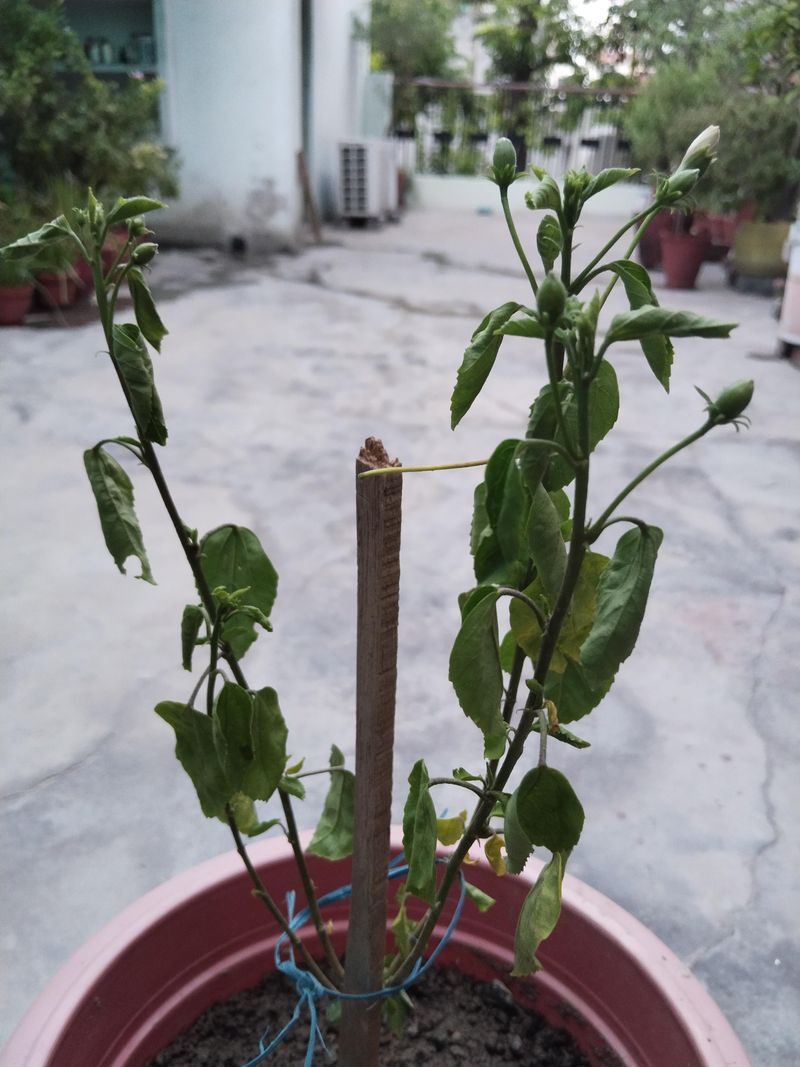 Give Recovery Time Before Judging The Plant Give Recovery Time Before Judging The Plant