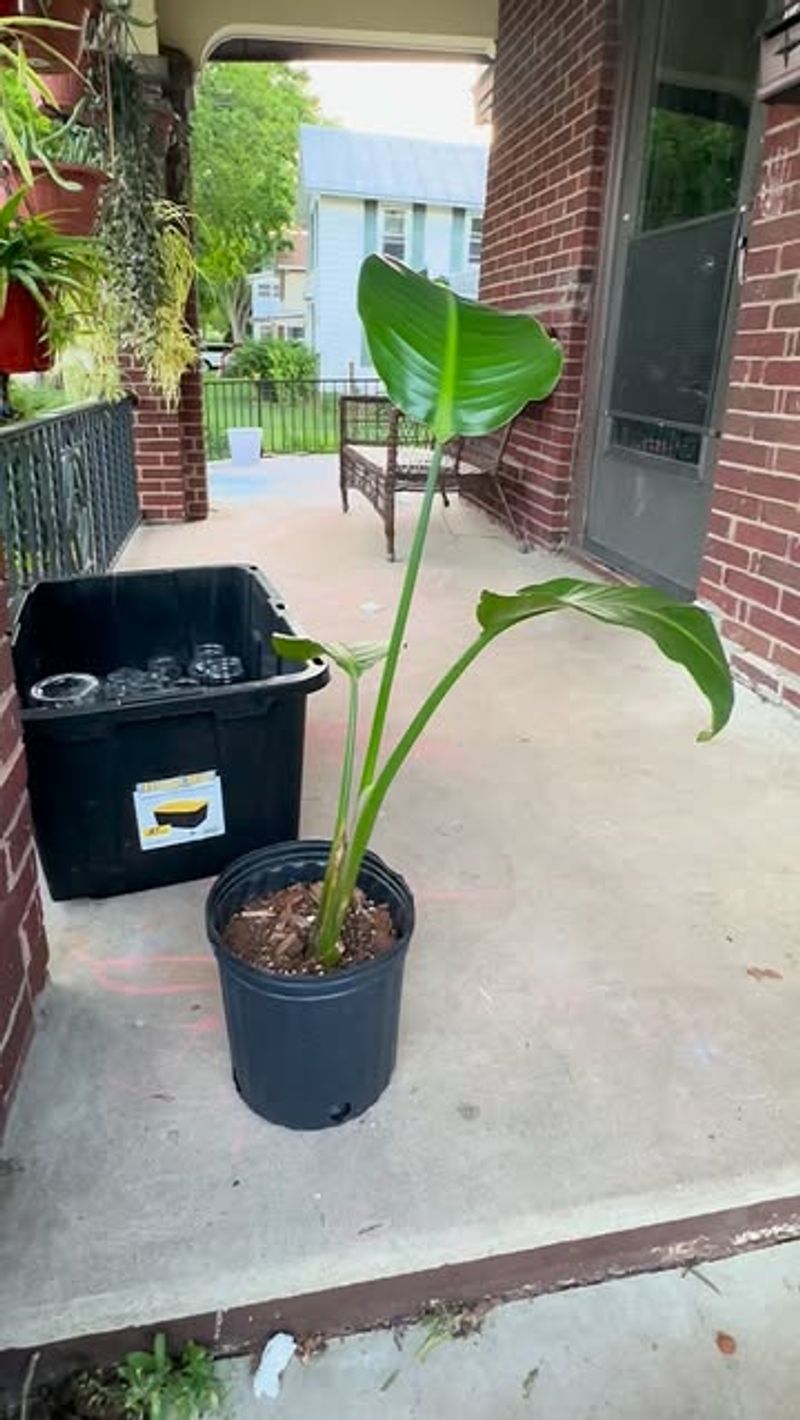 Give Recovery Time Before Replacing The Plant