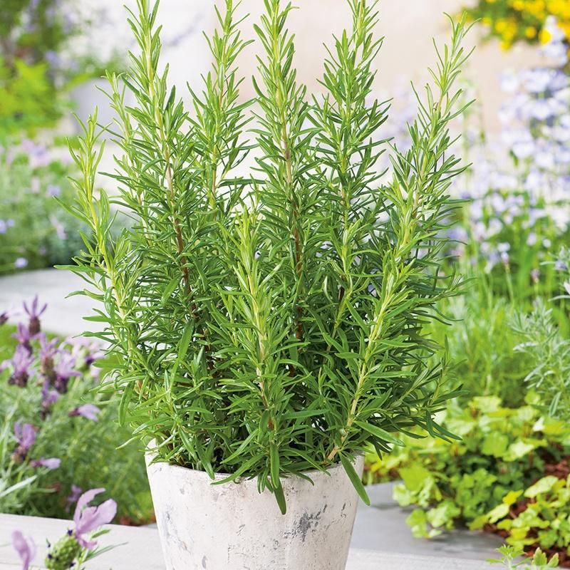 Give Rosemary Enough Sun To Use Moisture Well Give Rosemary Enough Sun To Use Moisture Well