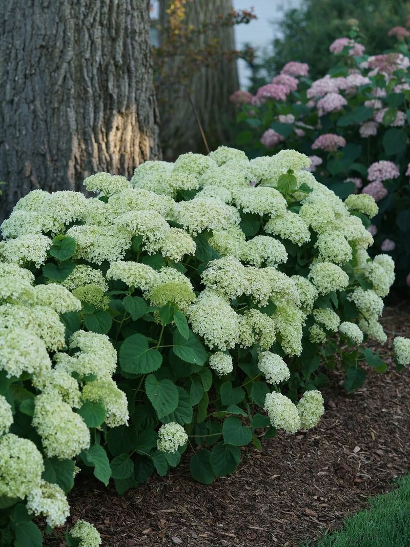 Give Smooth Hydrangeas Enough Light For Stronger Growth