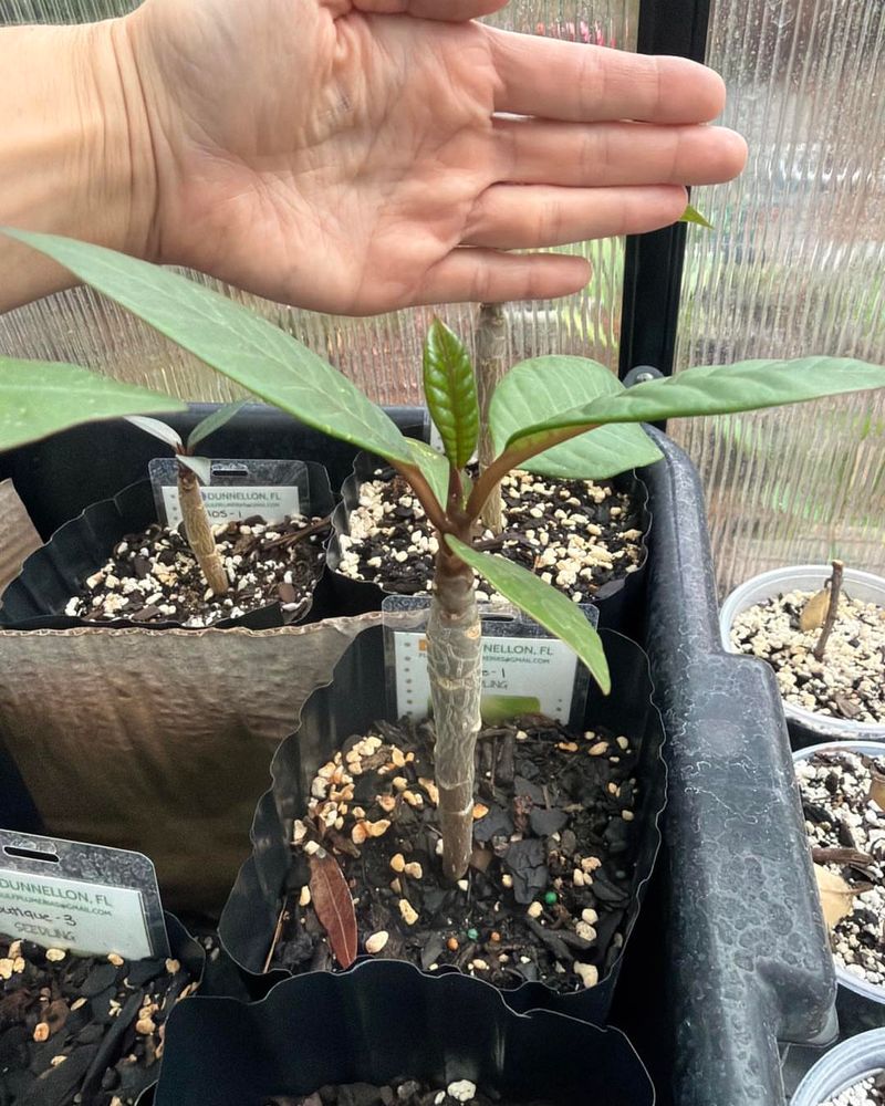 Give The Plant Airflow Before Humidity Takes Over Give The Plant Airflow Before Humidity Takes Over