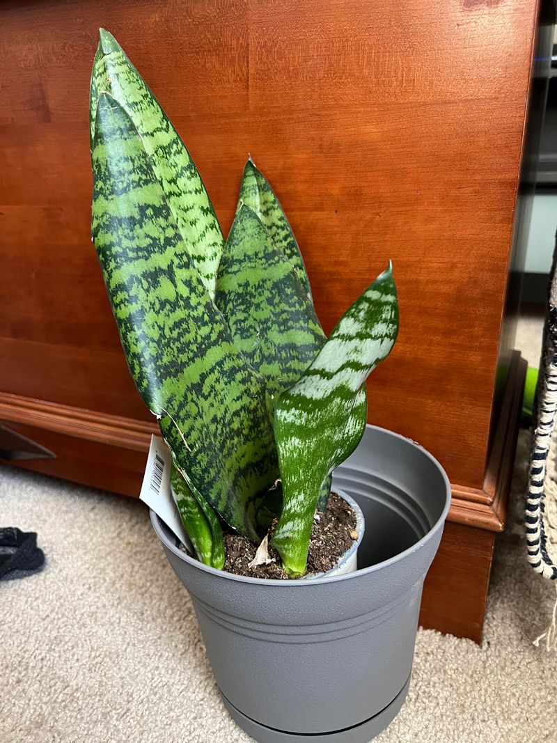 Give The Plant Bright Light