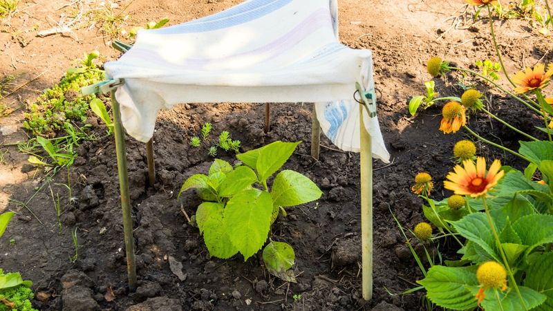 Give The Plant Shade And Time To Recover Give The Plant Shade And Time To Recover