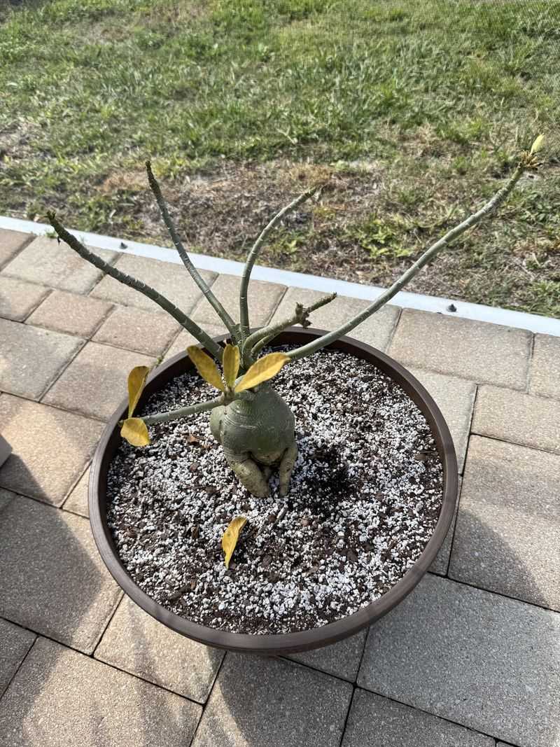 Give The Plant Time Before Calling It Lost Give The Plant Time Before Calling It Lost
