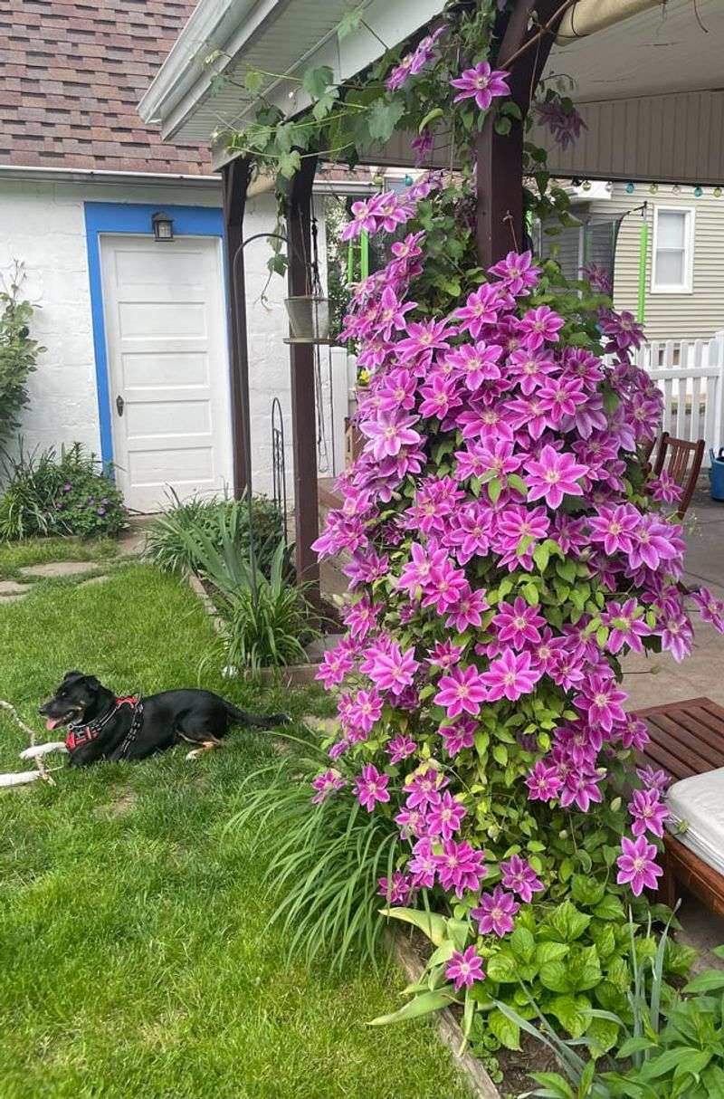 Give The Top Growth Enough Sun To Bloom