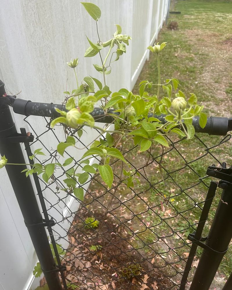 Give The Vine A Thin Trellis It Can Actually Grip Give The Vine A Thin Trellis It Can Actually Grip
