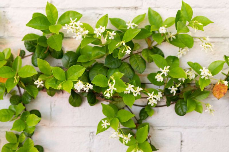 Give The Vine Enough Sunlight