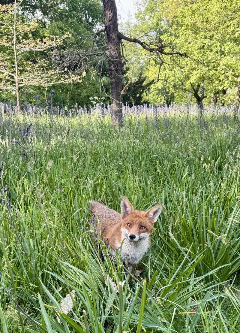 Give The Yard A Quiet Buffer