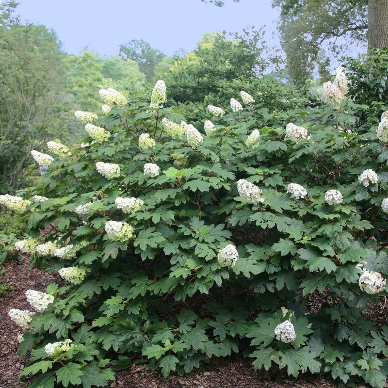 Give This Big Shrub Room To Show Off Give This Big Shrub Room To Show Off