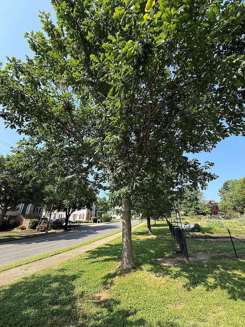Give This Native Oak Room To Spread