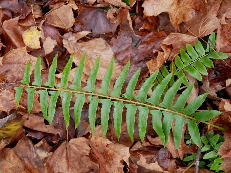 Give Tough Maple Shade A Native Woodland Texture Give Tough Maple Shade A Native Woodland Texture