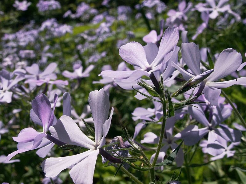Give Woodland Phlox Moist Soil, Not Bone Dry Shade