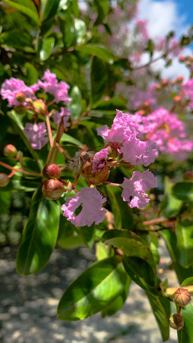 Give Young Crape Myrtles Extra Protection From Afternoon Sun Give Young Crape Myrtles Extra Protection From Afternoon Sun