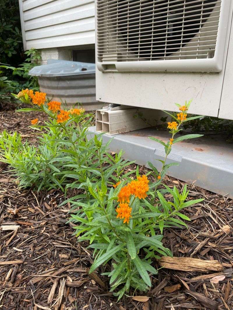 Give Young Plants Water Until Roots Settle