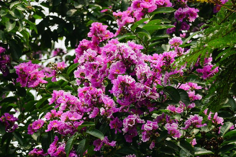 Give Your Crape Myrtle A Light Feeding After The First Flush Give Your Crape Myrtle A Light Feeding After The First Flush