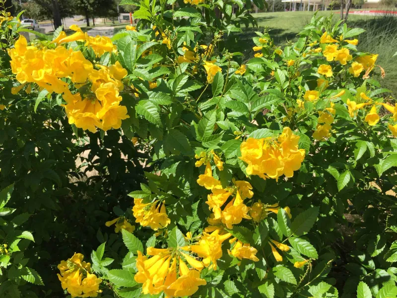Give Your Esperanza A Full Sun Every Day Give Your Esperanza A Full Sun Every Day