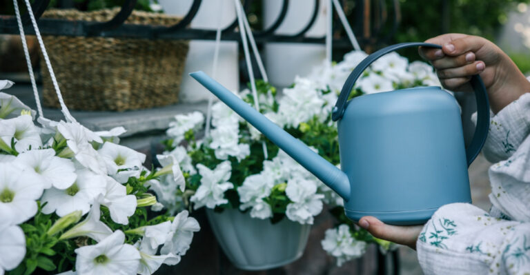 Give Your Petunias Bigger Blooms With These New Jersey Watering Tips