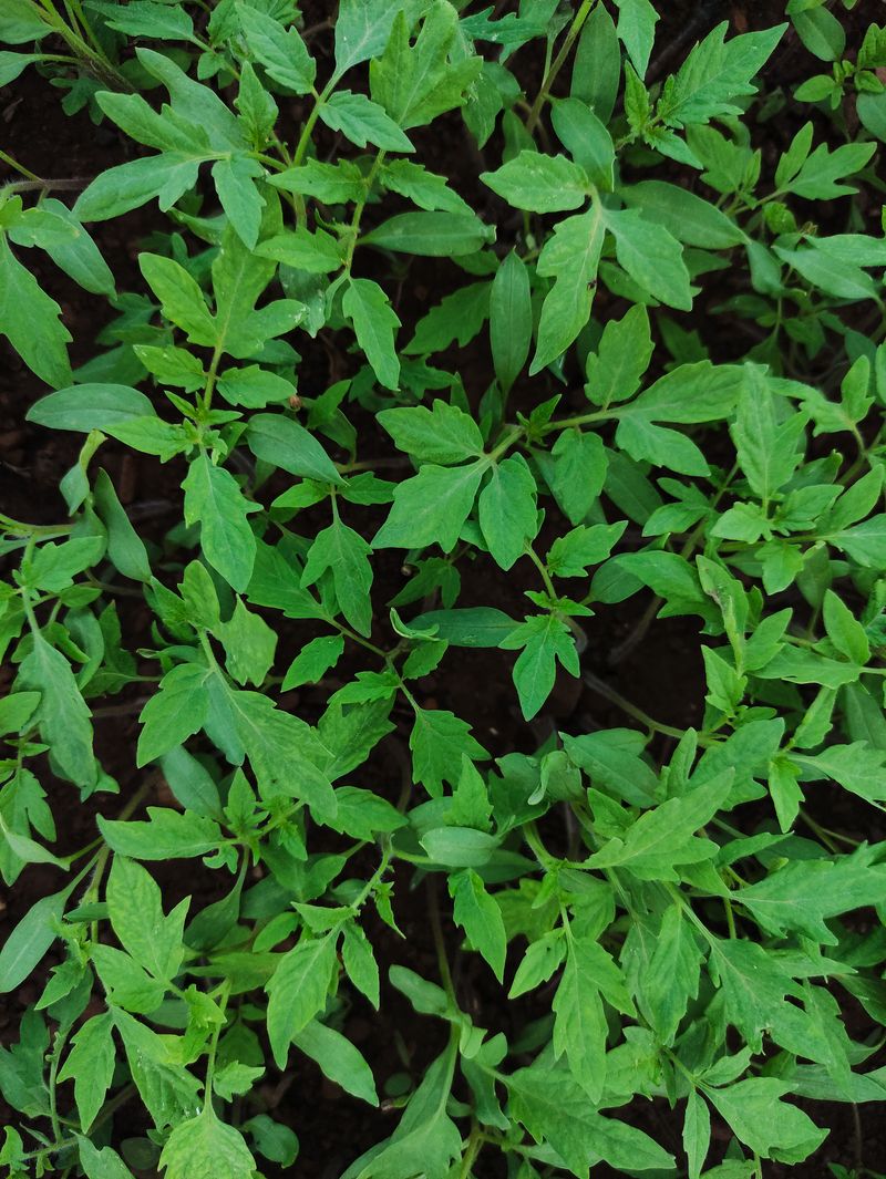 Give Your Plants Room To Breathe