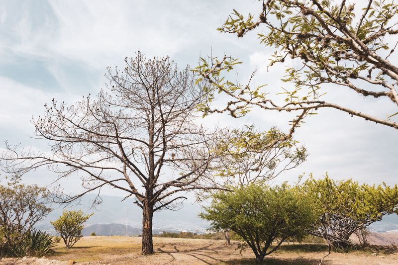 Give Your Trees And Shrubs A Fighting Chance Give Your Trees And Shrubs A Fighting Chance