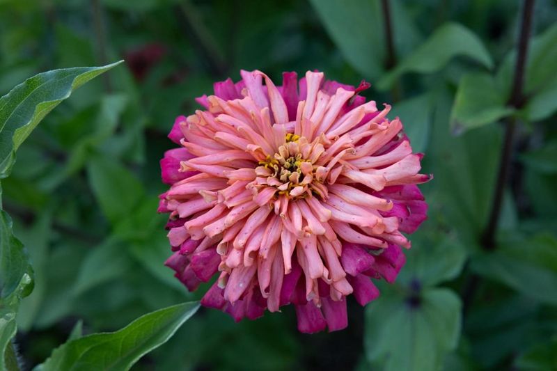 Give Zinnias Airflow, Not Constant Fussing Give Zinnias Airflow, Not Constant Fussing