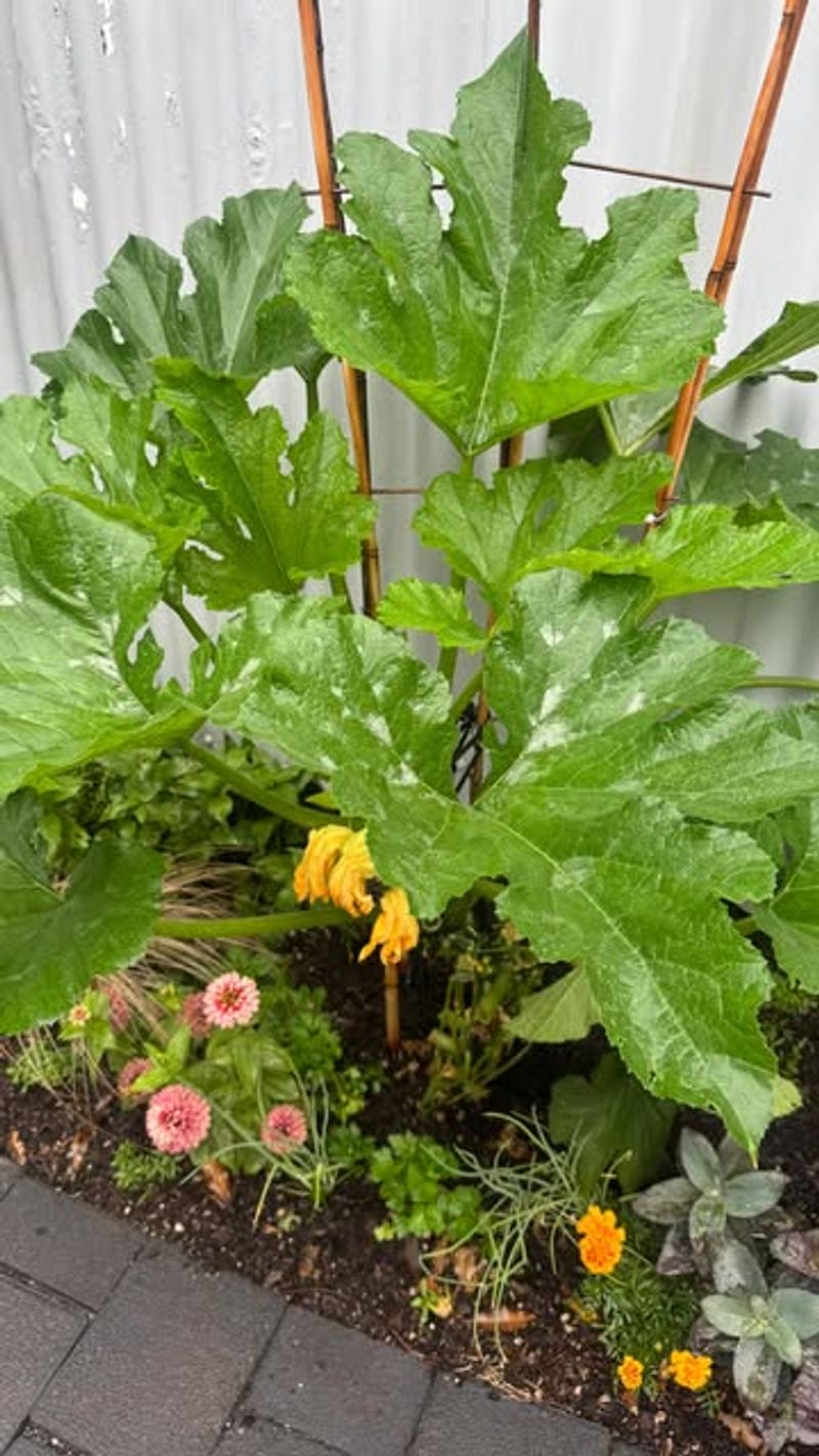 Giving Plants More Space For Airflow
