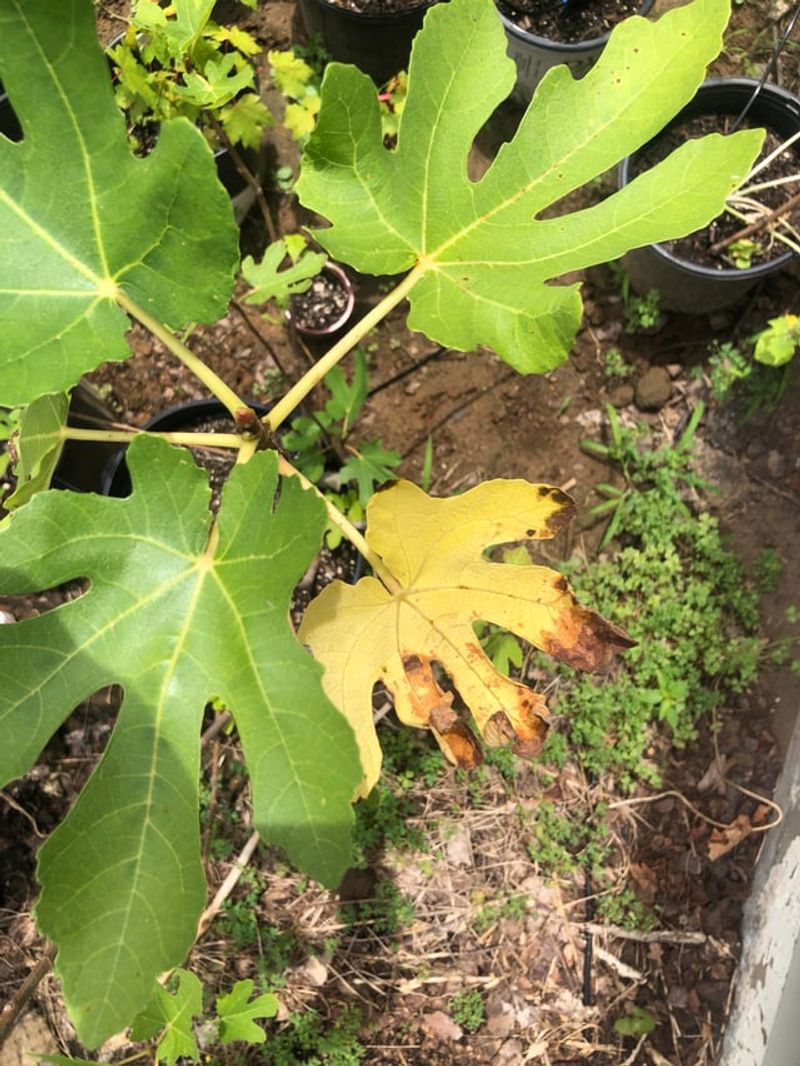 Giving Potted Fig Trees Too Little Water