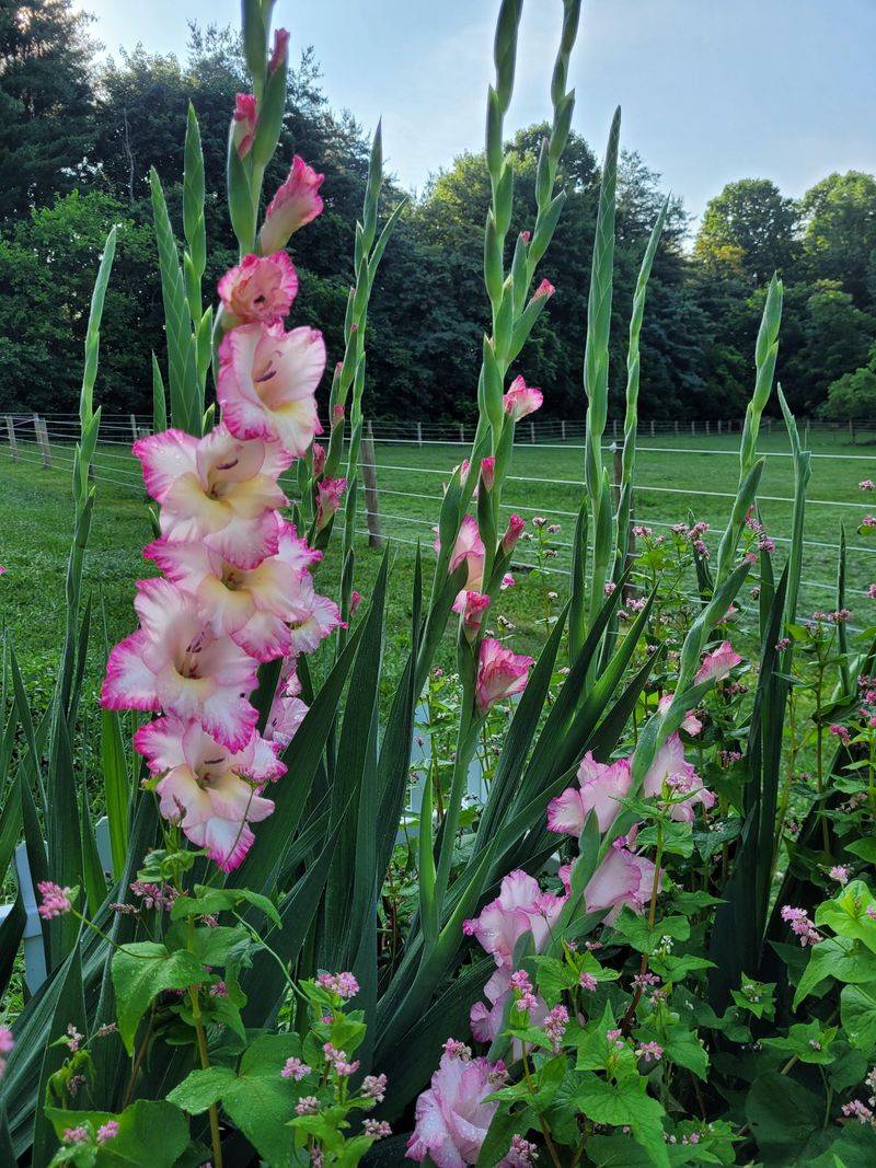 Gladiolus