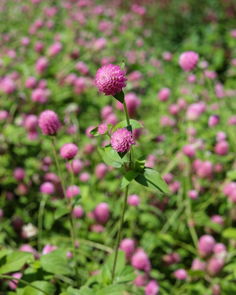 Globe Amaranth Globe Amaranth