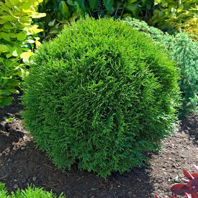 Globe Arborvitae Replaces Boxwood Balls In Sunny Spots Globe Arborvitae Replaces Boxwood Balls In Sunny Spots