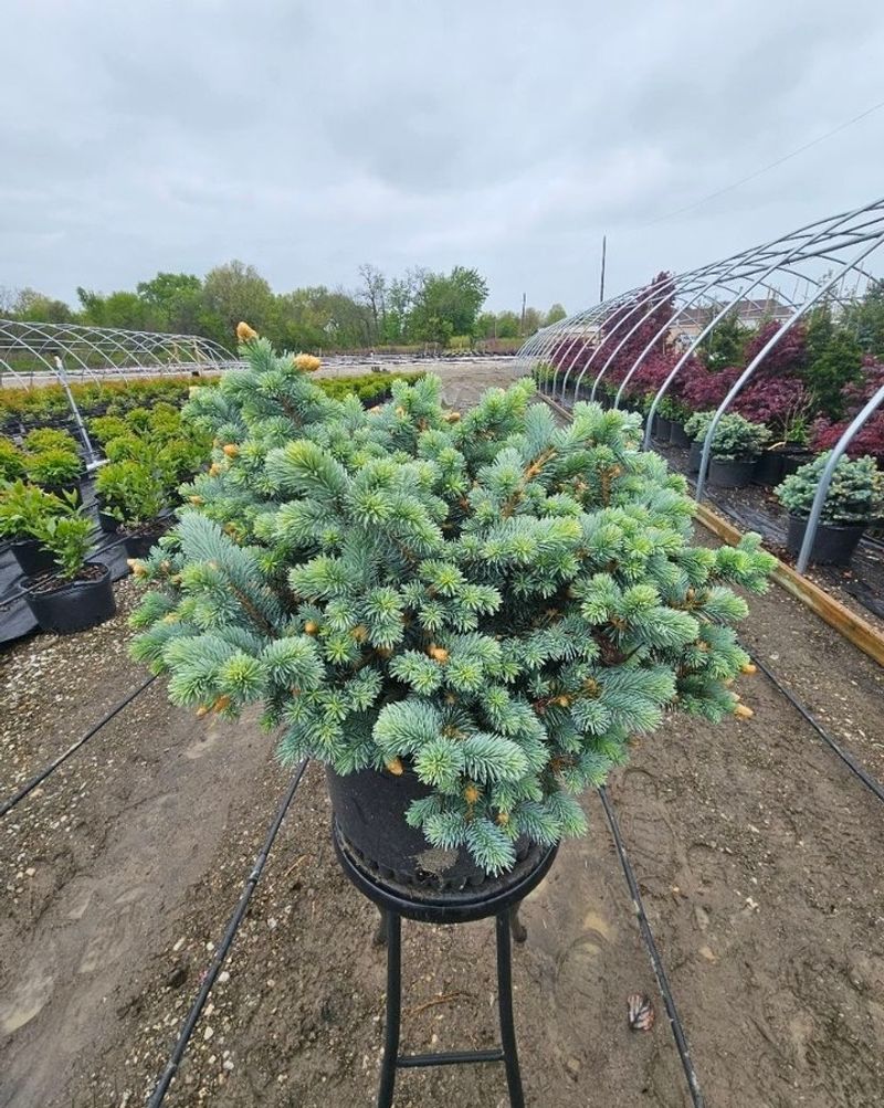 Globe Blue Spruce