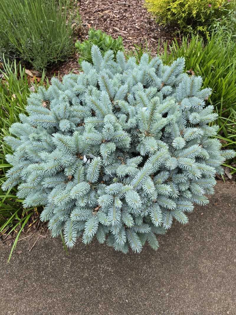 Globe Blue Spruce 