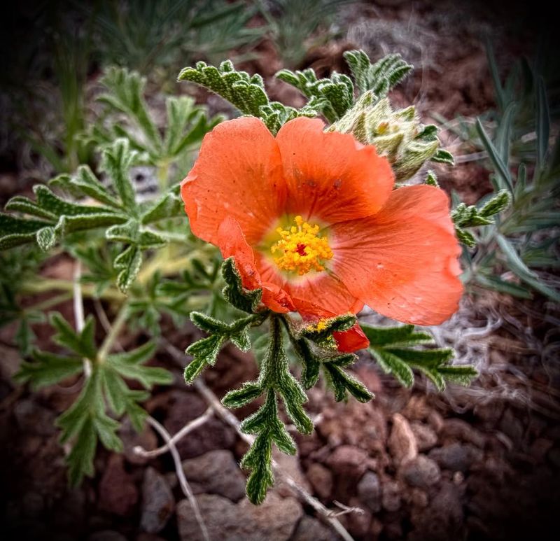 Globe Mallow Adds Seasonal Interest To Narrow Spaces