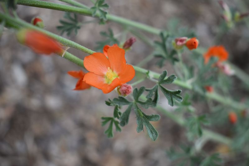 Globe Mallow Brightens Dry Garden Beds Globe Mallow Brightens Dry Garden Beds