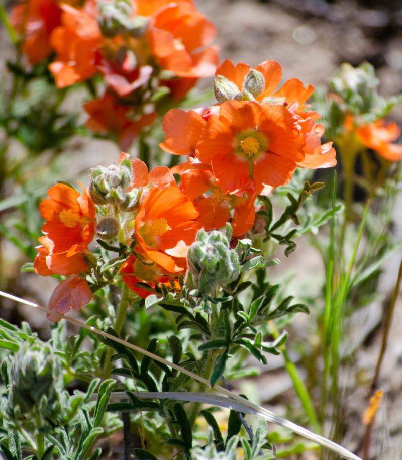 Globe Mallow Delivers Months Of Color In Filtered Light