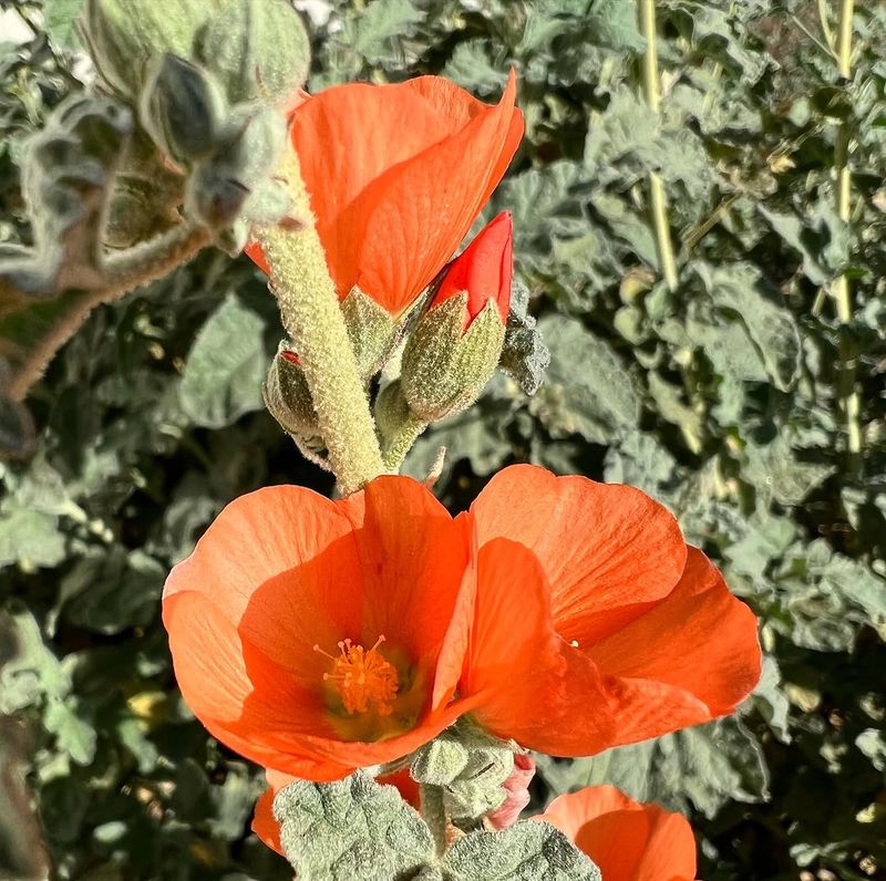 Globe Mallow Fills Beds With Orange Blooms Globe Mallow Fills Beds With Orange Blooms