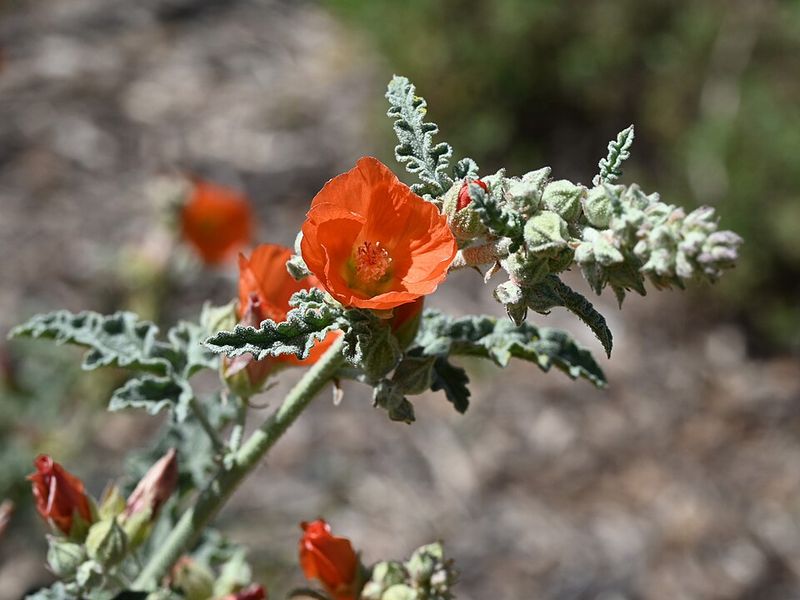 Globe Mallow Holds Its Color Through Seasonal Shifts