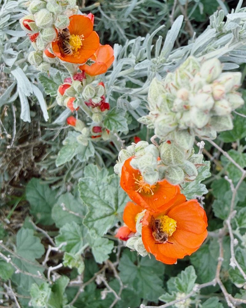 Globe Mallow Performs Well In Dry Conditions