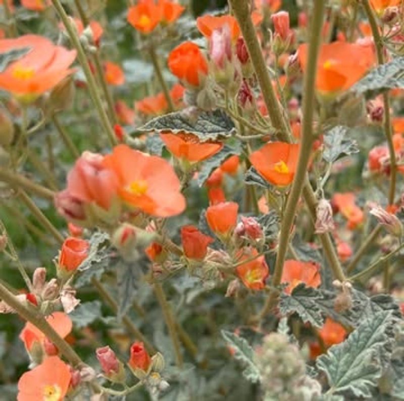 Globe Mallow Produces New Plants On Its Own