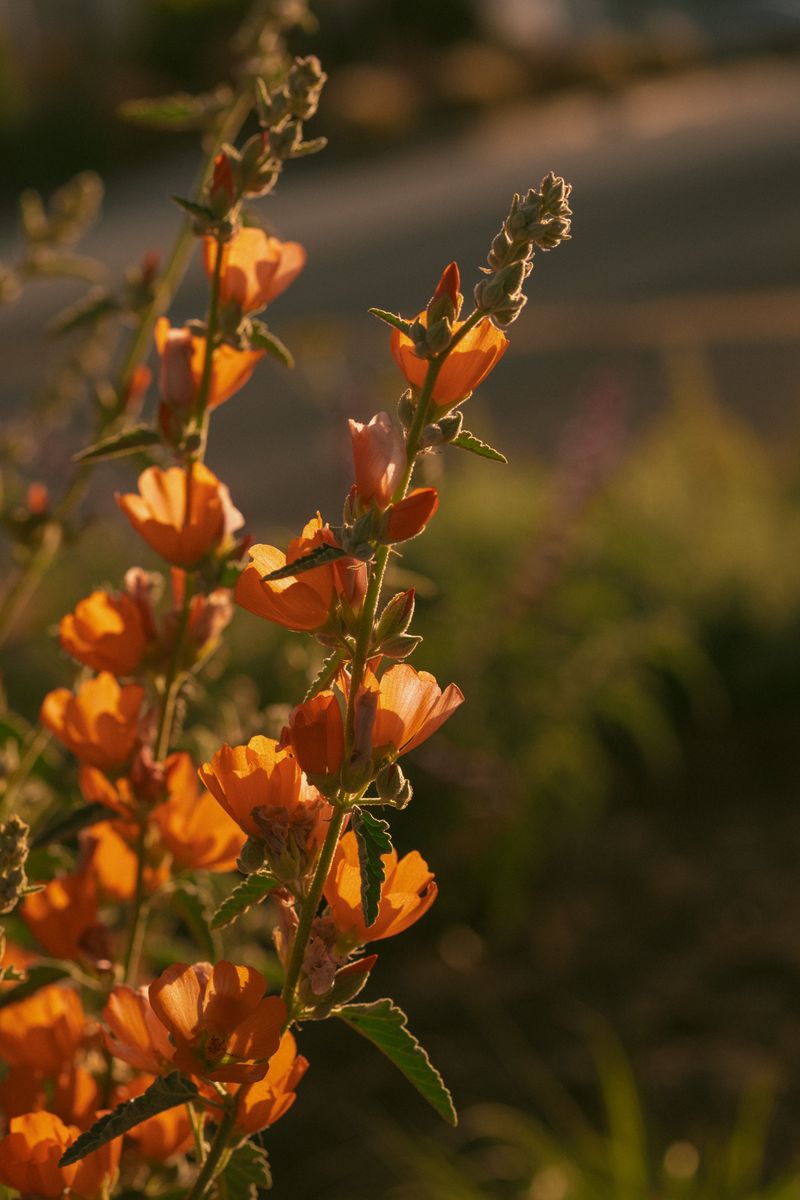 Globe Mallow (Sphaeralcea Ambigua)