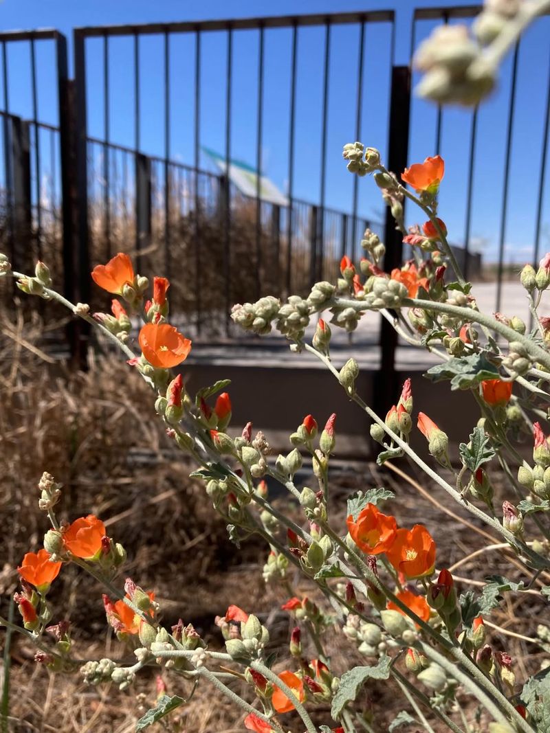 Globe Mallow Stands Up To Dry Conditions And Summer Rain Globe Mallow Stands Up To Dry Conditions And Summer Rain