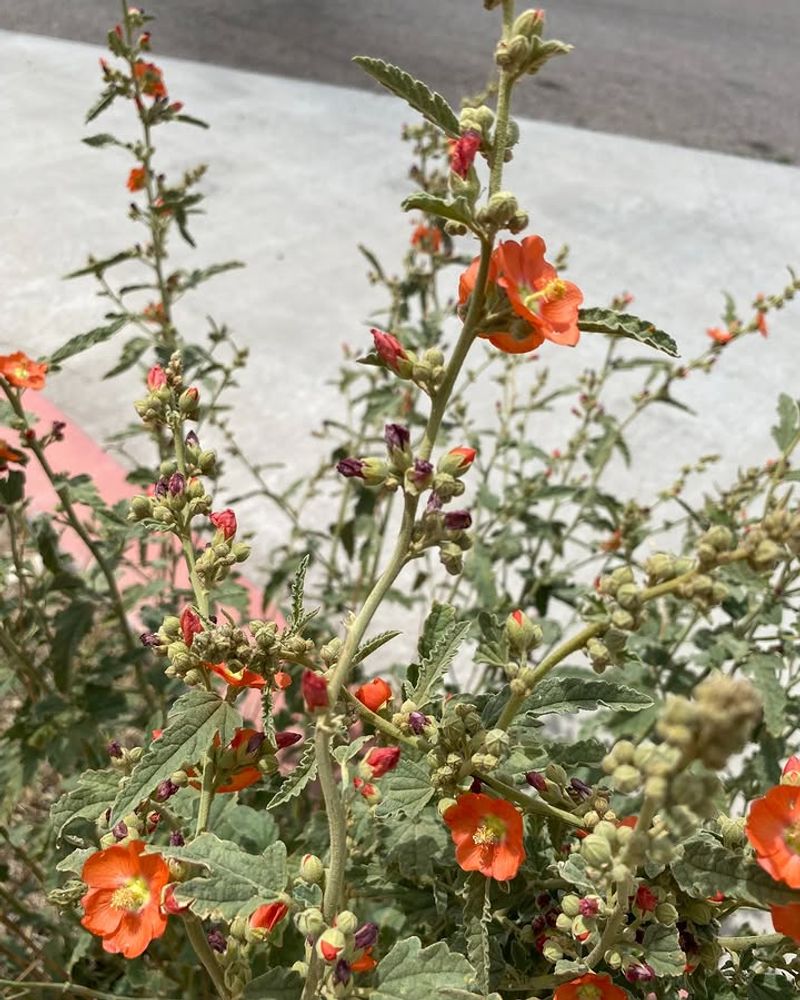 Globe Mallow Thrives With Minimal Water In Summer