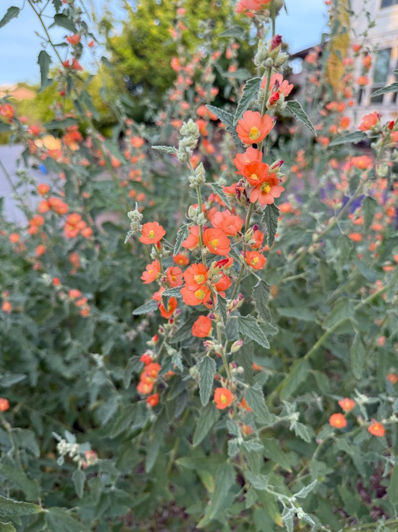 Globe Mallow Globe Mallow