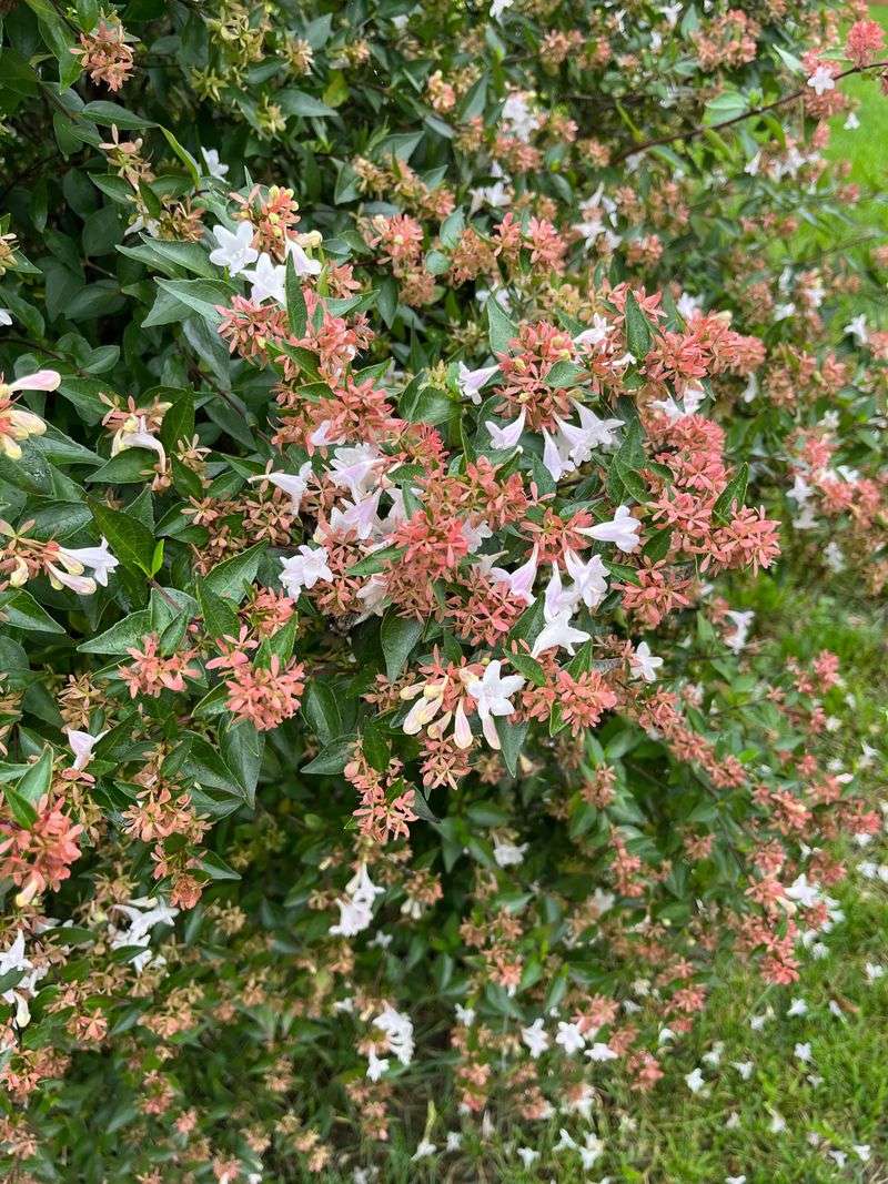 Glossy Abelia 